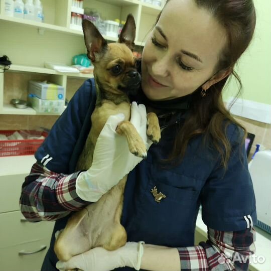 Ветеринарный врач на дом