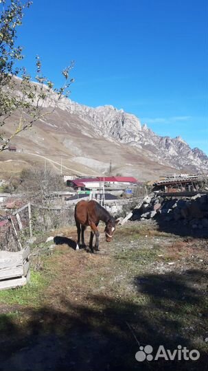 Два жеребёнка