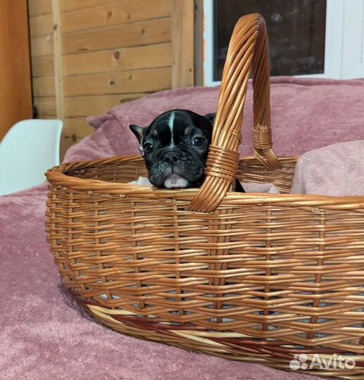 Французский бульдог девочка