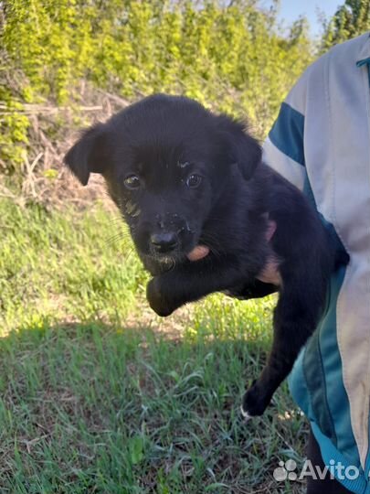 Щенки ищут дом