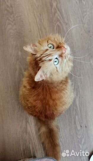 Роскошная пушистая рыжая зеленоглазая коша в дар