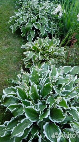 Саженцы хосты