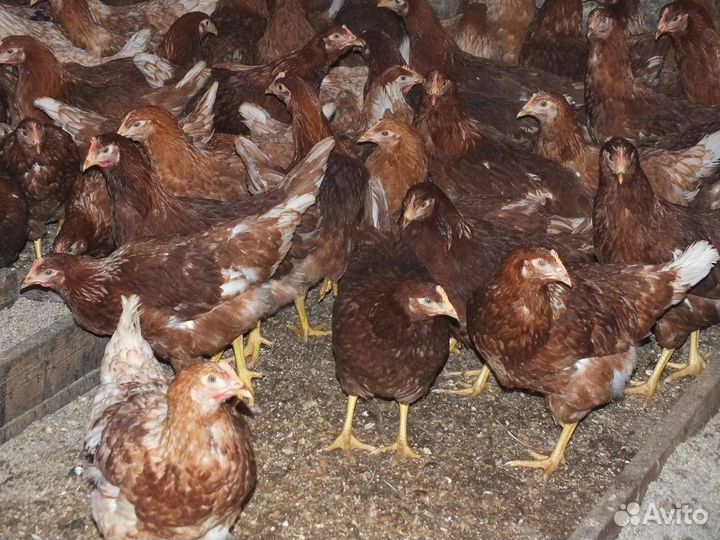 Куры Несушки