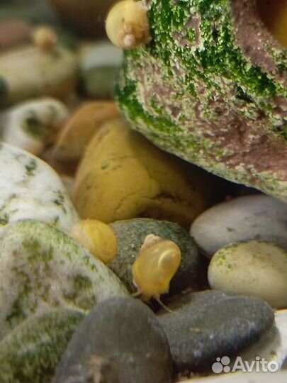 Улитки аквариумные