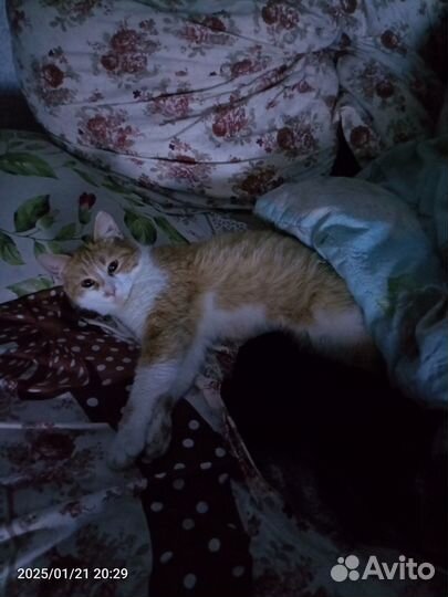 Ласковый Тигрик и нежная Маня