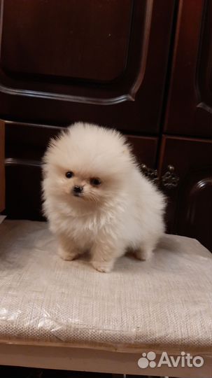 Мальчик пушистое облачко