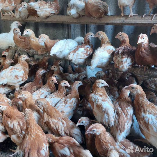 Куры молодки несушки