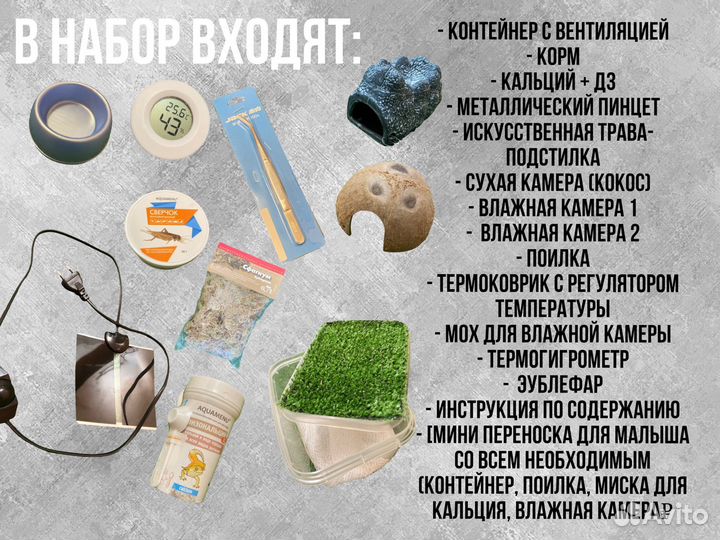Малыши эублефара + полный комплект для содержания