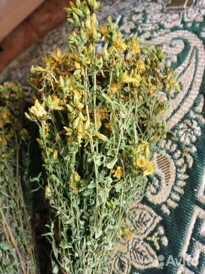 Зверобой, свежий сбор