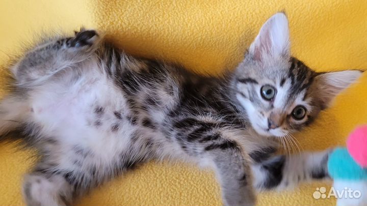 Малышка Алиса