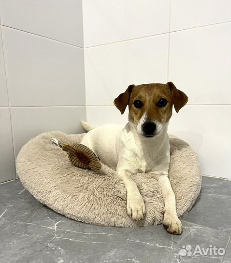 Передержка собак/зоогостиница