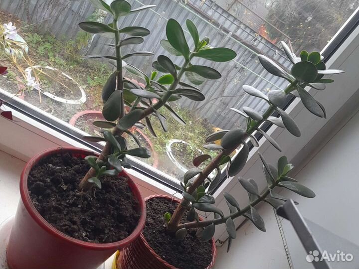 Денежное дерево