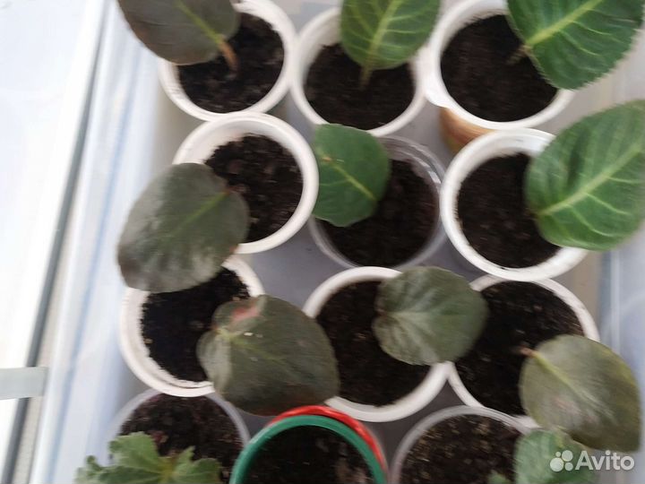 Фиалка в горшках