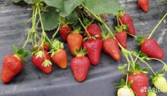Клубника Лючия Очень Сладкая Новинка