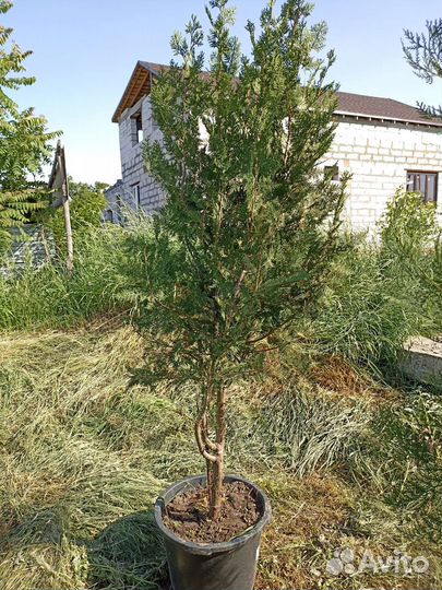 Туя брабант