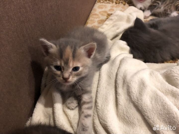 Кошка