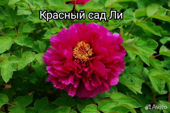 Пион древовидный
