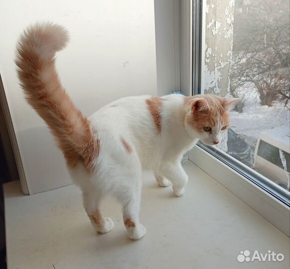 Кошка в дар