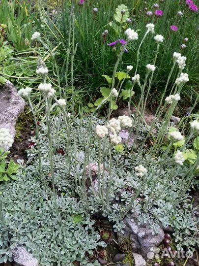 Почвопокровные растения для сада