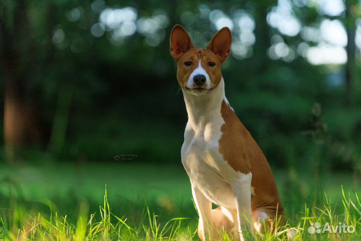 Вязка басенджи