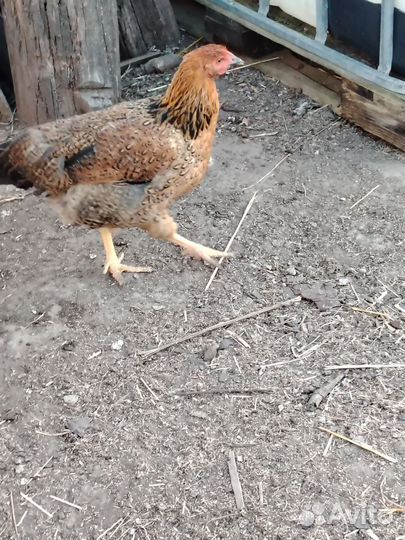 Куры петухи