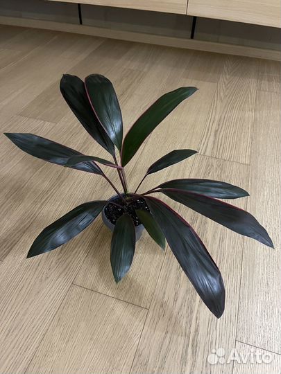 Кордилина красная