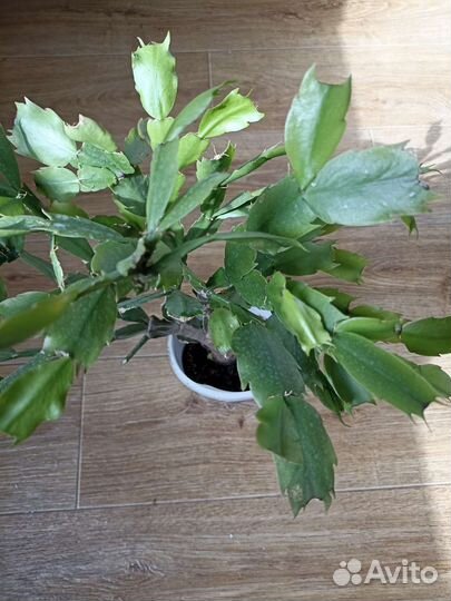 Комнатные цветы