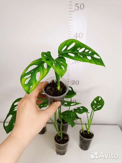 Монстера Адансона и манки