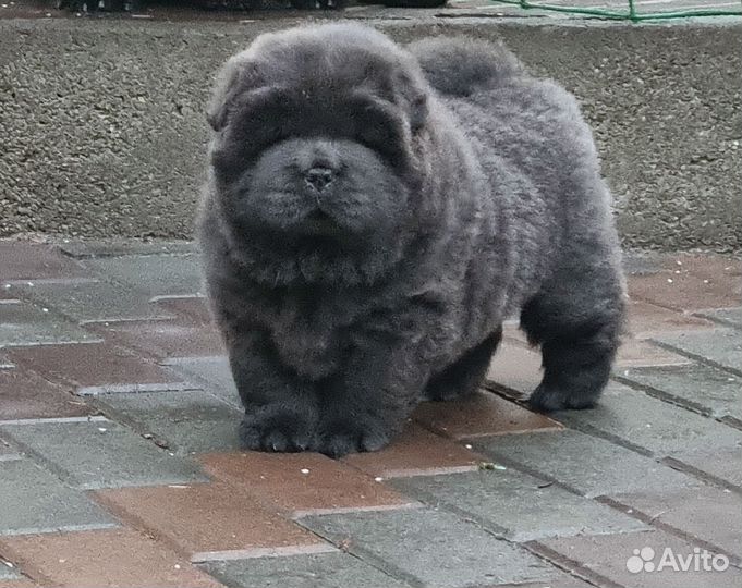 Чау чау питомник г.Барнаул