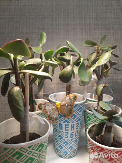 Денежные деревья (толстянка и замиакулькас)