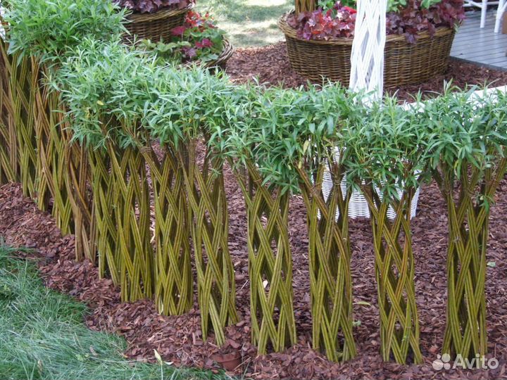 Живое плетеное дерево из ивы от 1,5 метров