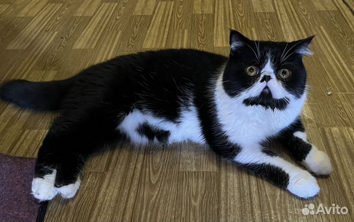 Кот экзот