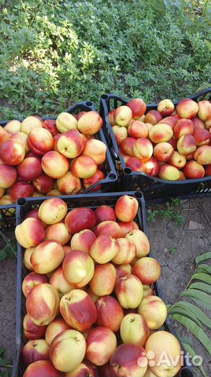 Саженцы нектарина и анджелина