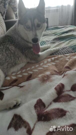 Отдам в добрые руки хаски