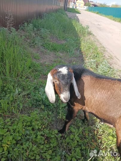 Козел нубиец