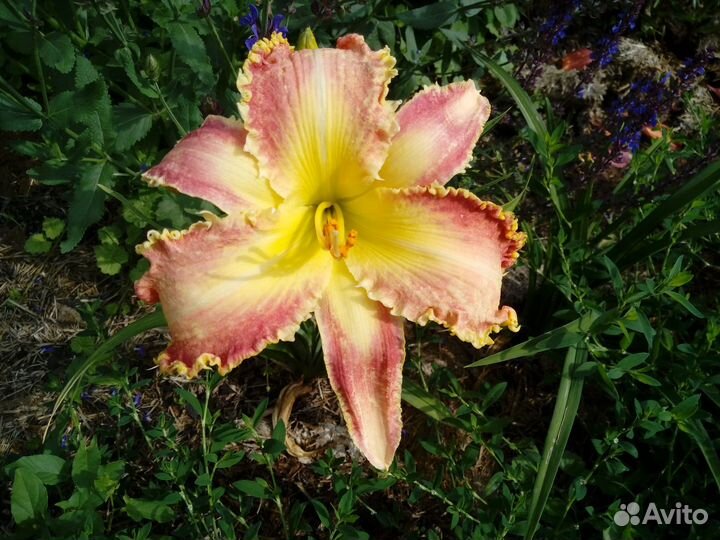 Продам зимостойкие гибридные лилейники