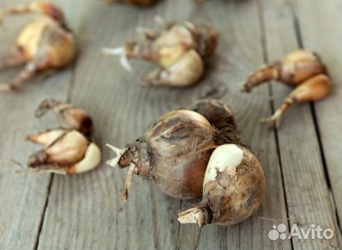 Нарциссы оптом