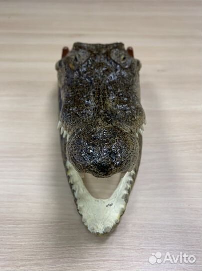 Голова крокодила