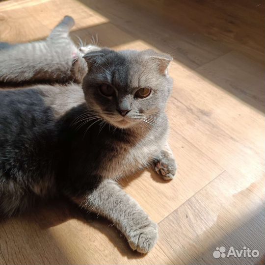 Котята в добрые руки 1.5 месяца