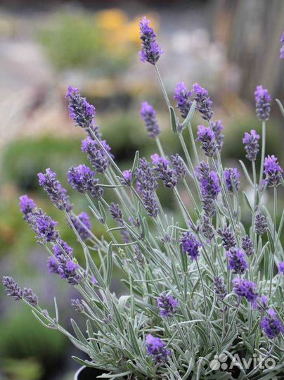 Лаванда