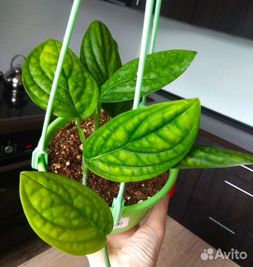 Эпипремнум Марбл Планет, монстераперукарстинианум