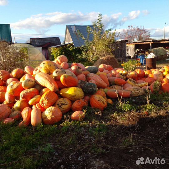 Тыква едовая,кормовая