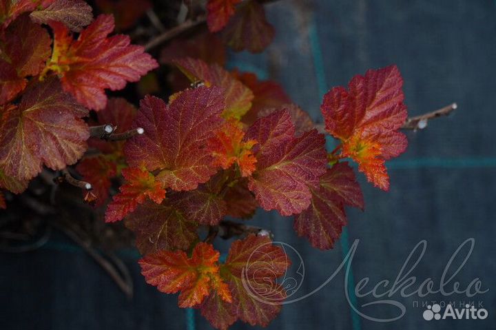 Пузыреплодник Амбер Джубиле, Рубелла и др