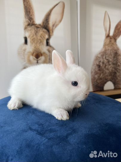 Карликовый, декоративные кролики