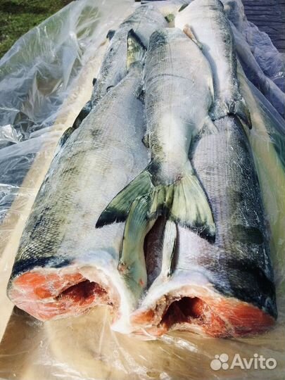 Нерка свежемороженная пбг 1 сорт