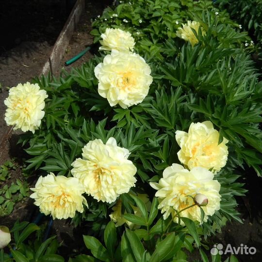 Пионы на весну и осень (саженцы)
