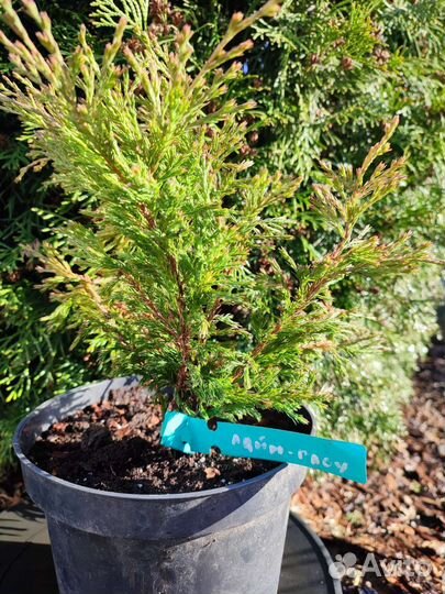 Можжевельники