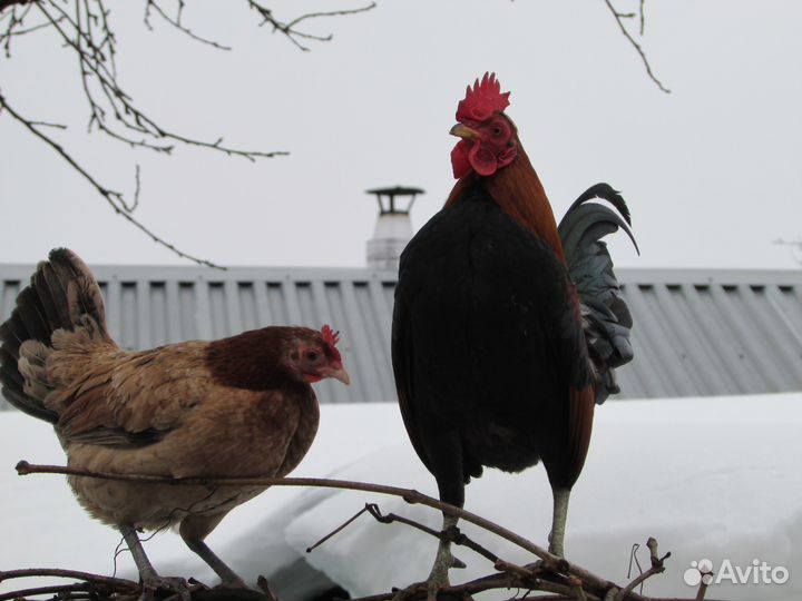 Петухи \ бентамка \