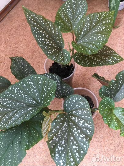 Бегония коралловая