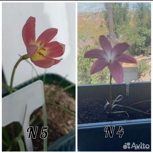 Редкие сорта Зефирантес (выскочка)